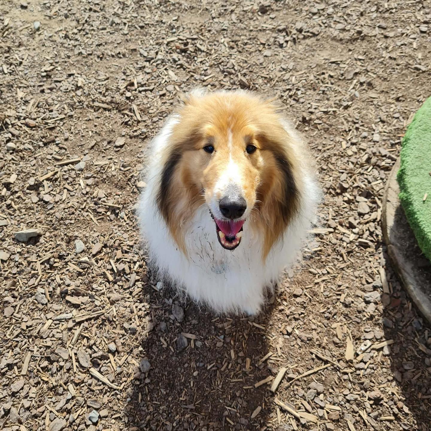 Gone to the Dogs facility